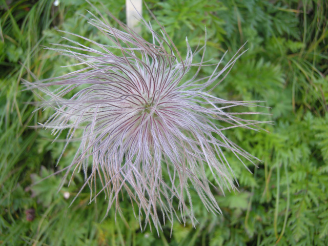 Image:Pulsatilla alpina fruit.jpg